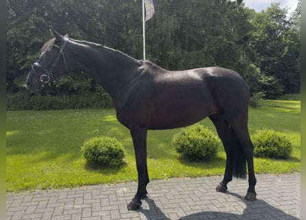 Hannoveraner, Stute, 11 Jahre, 167 cm, Rappe