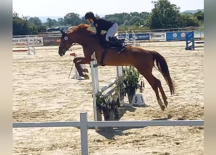 Hannoveraner, Stute, 11 Jahre, 168 cm, Fuchs