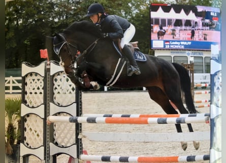 Hannoveraner, Stute, 11 Jahre, 168 cm, Schwarzbrauner