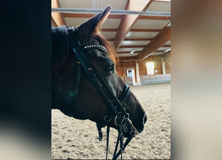 Hannoveraner, Stute, 11 Jahre, 169 cm, Dunkelfuchs