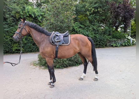 Hannoveraner, Stute, 11 Jahre, 170 cm, Brauner