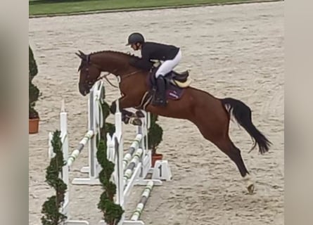 Hannoveraner, Stute, 11 Jahre, 170 cm, Brauner