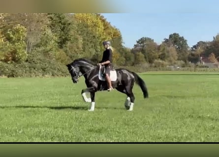 Hannoveraner, Stute, 11 Jahre, 172 cm, Rappe