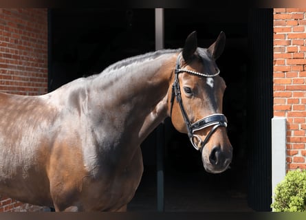 Hannoveraner, Stute, 11 Jahre, 174 cm, Brauner