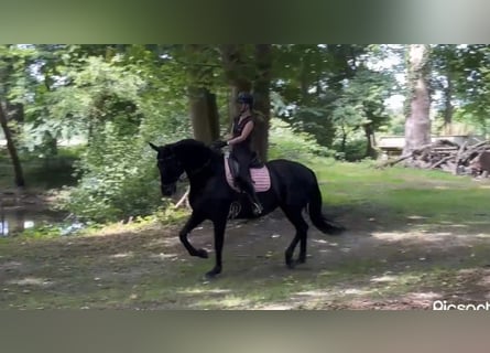Hannoveraner, Stute, 11 Jahre, 174 cm, Rappe