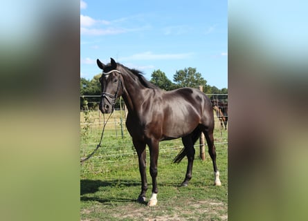 Hannoveraner, Stute, 11 Jahre, 174 cm, Rappe