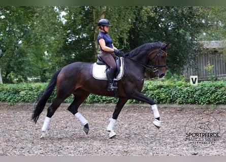 Hannoveraner, Stute, 11 Jahre, 175 cm, Dunkelbrauner