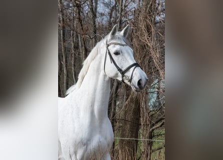 Hannoveraner, Stute, 11 Jahre, 178 cm, Schimmel