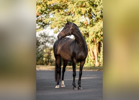 Hannoveraner, Stute, 11 Jahre, Brauner