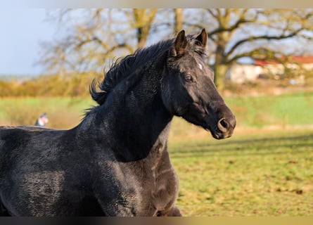Hannoveraner, Stute, 11 Jahre, Rappe