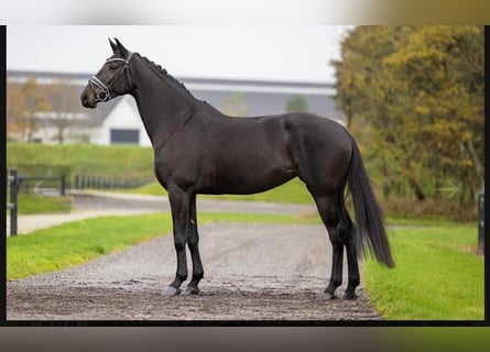 Hannoveraner, Stute, 12 Jahre, 165 cm