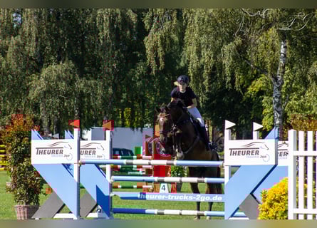 Hannoveraner, Stute, 12 Jahre, 166 cm, Dunkelbrauner