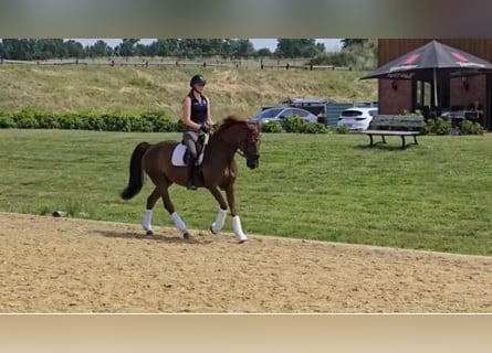 Hannoveraner, Stute, 12 Jahre, 166 cm, Fuchs