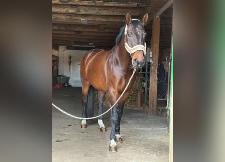 Hannoveraner, Stute, 12 Jahre, 168 cm, Dunkelbrauner