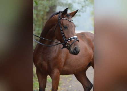 Hannoveraner, Stute, 12 Jahre, 169 cm, Brauner