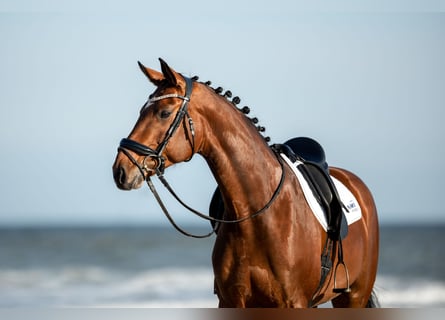 Hannoveraner, Stute, 12 Jahre, 170 cm, Brauner