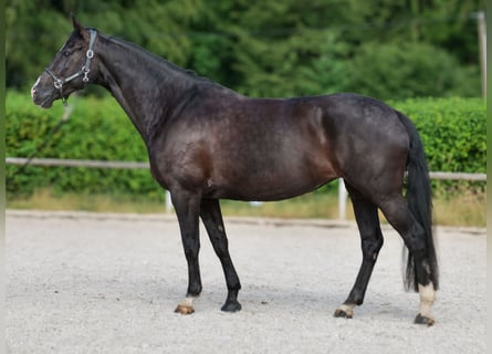 Hannoveraner, Stute, 12 Jahre, 170 cm