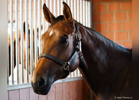 Hannoveraner, Stute, 12 Jahre, 171 cm, Brauner