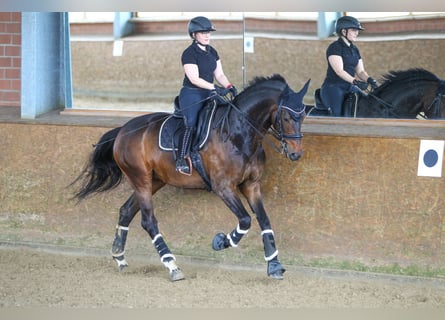 Hannoveraner, Stute, 12 Jahre, 172 cm, Dunkelbrauner