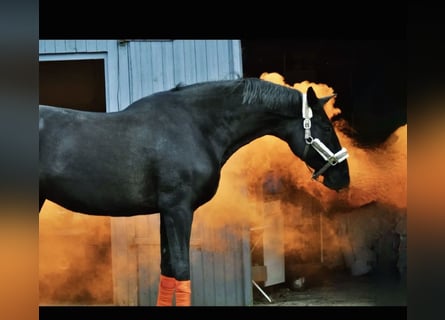 Hannoveraner, Stute, 12 Jahre, 175 cm, Rappe