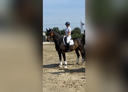 Hannoveraner, Stute, 12 Jahre, 175 cm, Schwarzbrauner