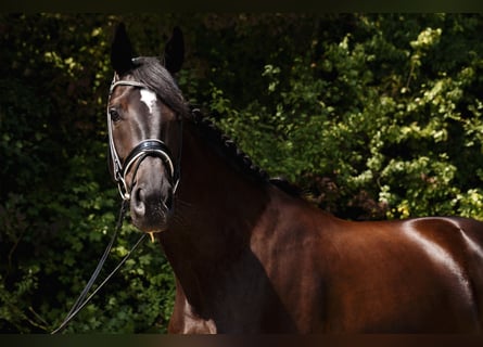 Hannoveraner, Stute, 12 Jahre, 180 cm, Schwarzbrauner