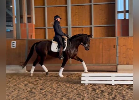 Hannoveraner, Stute, 13 Jahre, 164 cm, Brauner Hannoveraner, Stute, 13 Jahre, 164 cm, Brauner