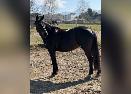 Hannoveraner, Stute, 13 Jahre, 164 cm, Dunkelbrauner