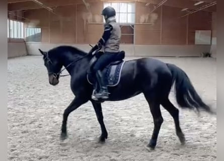 Hannoveraner, Stute, 13 Jahre, 164 cm, Dunkelbrauner