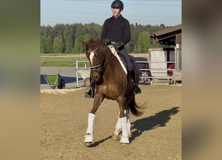 Hannoveraner, Stute, 13 Jahre, 167 cm, Dunkelfuchs