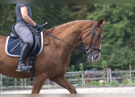Hannoveraner, Stute, 13 Jahre, 167 cm, Fuchs