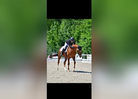 Hannoveraner, Stute, 13 Jahre, 168 cm
