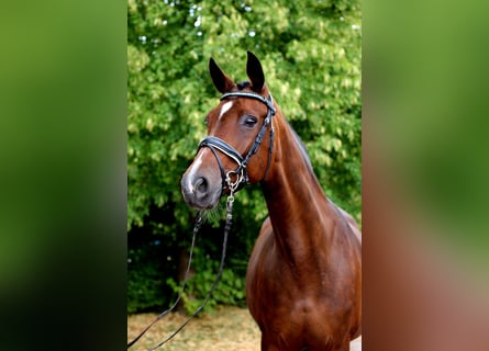 Hannoveraner, Stute, 13 Jahre, 170 cm, Brauner