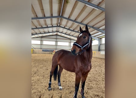 Hannoveraner, Stute, 13 Jahre, 170 cm, Brauner