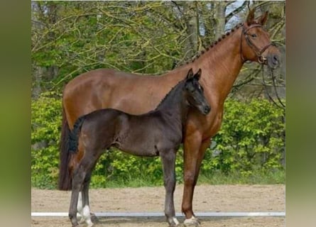 Hannoveraner, Stute, 13 Jahre, 173 cm, Fuchs