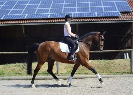 Hannoveraner, Stute, 13 Jahre, 174 cm, Brauner