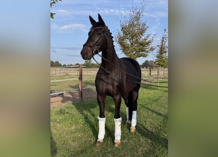 Hannoveraner, Stute, 13 Jahre, 175 cm, Dunkelbrauner