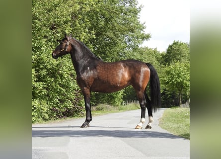 Hannoveraner, Stute, 13 Jahre, 175 cm, Dunkelbrauner