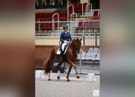 Hannoveraner, Stute, 14 Jahre, 165 cm, Fuchs