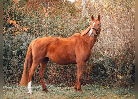 Hannoveraner, Stute, 14 Jahre, 165 cm, Fuchs