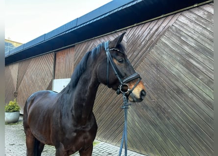 Hannoveraner, Stute, 14 Jahre, 166 cm, Dunkelbrauner