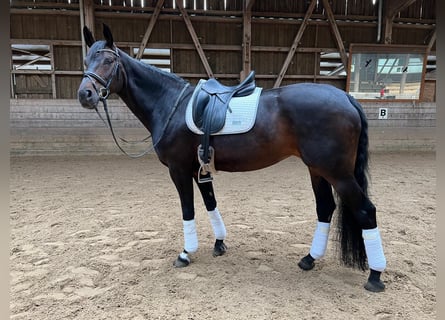 Hannoveraner, Stute, 14 Jahre, 168 cm, Dunkelbrauner
