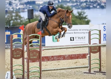 Hannoveraner, Stute, 14 Jahre, 168 cm, Fuchs