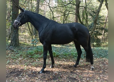 Hannoveraner, Stute, 14 Jahre, 171 cm, Dunkelbrauner