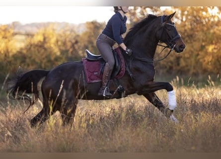 Hannoveraner, Stute, 14 Jahre, 174 cm, Brauner