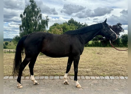 Hannoveraner, Stute, 14 Jahre, 175 cm, Rappe