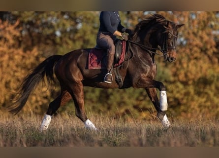 Hannoveraner, Stute, 14 Jahre, 177 cm, Dunkelbrauner