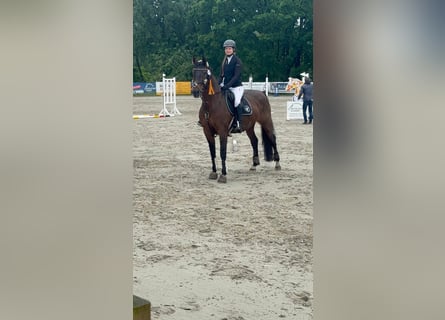 Hannoveraner, Stute, 15 Jahre, 162 cm, Brauner
