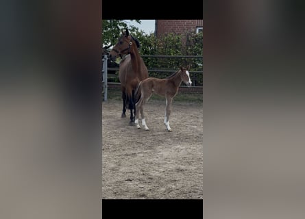 Hannoveraner, Stute, 15 Jahre, 164 cm, Brauner