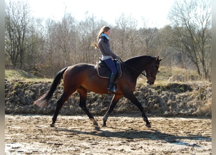 Hannoveraner, Stute, 15 Jahre, 168 cm, Dunkelbrauner